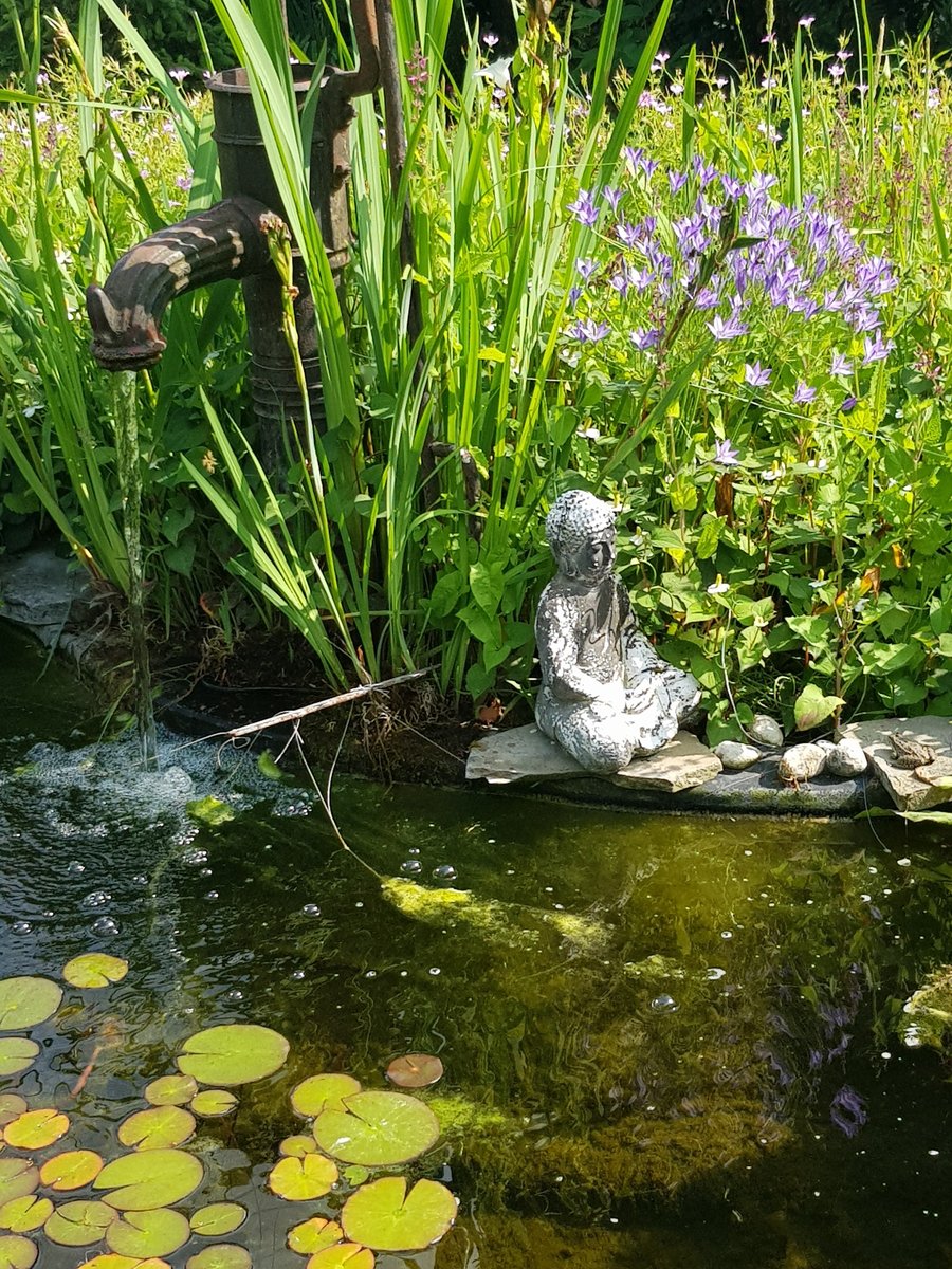 25 06 15_Tuinvijver 25 06 15_Tuinvijver